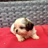 Shih Tzu female 3 , a female Shih Tzu for sale in Selmer, TN – Photo 4 of 10