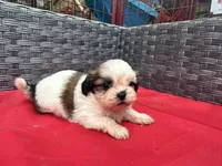 Shih Tzu female 3 , a female Shih Tzu for sale in Selmer, TN – Photo 10 of 10