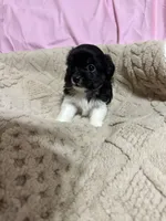 Timmy, a male Shih Tzu for sale in Selmer, TN – 3 of 10