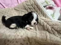 Tommy, a male Shih Tzu for sale in Selmer, TN – 9 of 10
