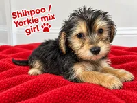 Red girl ready , a female Shihpoo and Yorkshire Terrier for sale in Selmer, TN – 2 of 5