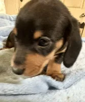Otto, a male Miniature Dachshund for sale in Selmer, TN – 5 of 10