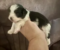 Shorkie Ruthie , a female Shorkie for sale in Selmer, TN – 7 of 9