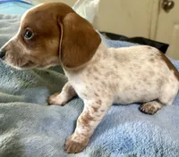 Oliver , a male Miniature Dachshund for sale in Selmer, TN – 6 of 9