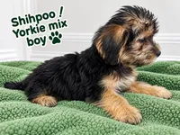 Green boy ready, a male Shihpoo and Yorkshire Terrier for sale in Selmer, TN – 2 of 5