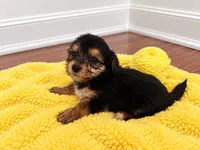 Yellow girl , a female Shihpoo and Yorkshire Terrier for sale in Selmer, TN – 3 of 6