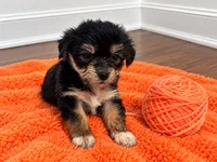 Orange girl , a female Shihpoo and Yorkshire Terrier for sale in Selmer, TN – 4 of 6