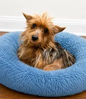 Yorkiepoo yellow boy 3 , a male Yorkshire Terrier and Poodle - Toy  for sale in Selmer, TN – 7 of 7