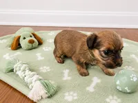 Yorkiepoo boy green , a male Yorkshire Terrier and Poodle - Toy  for sale in Selmer, TN – 2 of 7