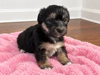 Pink girl, a female Shihpoo and Yorkshire Terrier for sale in Selmer, TN – 3 of 8
