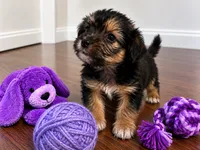 Purple boy, a male Shihpoo and Yorkshire Terrier for sale in Selmer, TN – 1 of 7