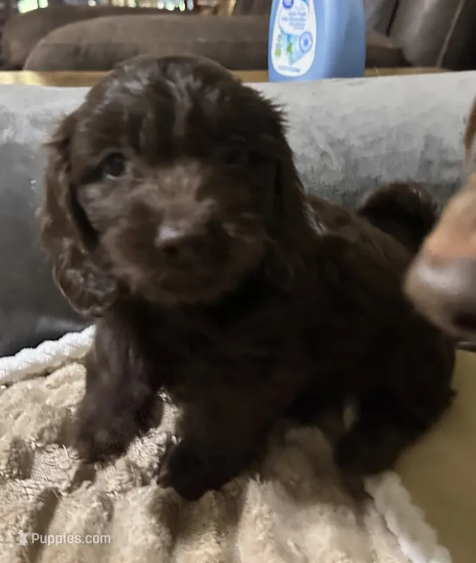 Hershey – Doxiepoo puppy for sale in Selmer, TN