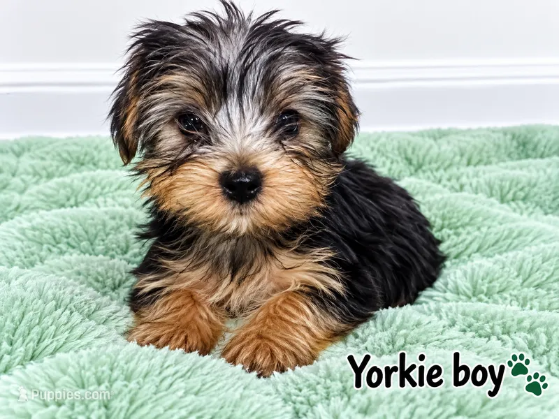 Green boy  – Yorkshire Terrier puppy for sale in Selmer, TN