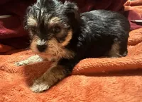 Girl 12 , a female Shihpoo and Yorkshire Terrier for sale in Selmer, TN – Photo 4 of 6