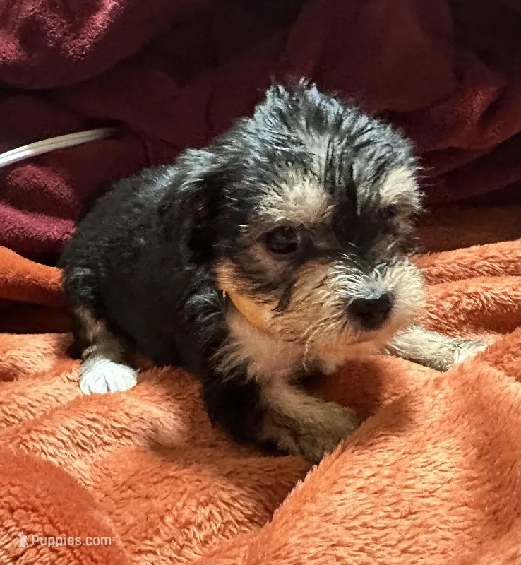 Girl 12  – Shihpoo, Yorkshire Terrier puppy for sale in Selmer, TN
