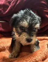 Girl 12 , a female Shihpoo and Yorkshire Terrier for sale in Selmer, TN – Photo 2 of 6