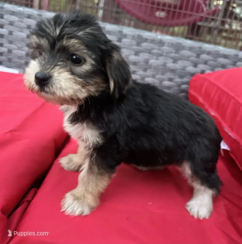 Girl 12  – Shihpoo, Yorkshire Terrier puppy for sale in Selmer, TN