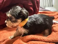 Girl 12 , a female Shihpoo and Yorkshire Terrier for sale in Selmer, TN – Photo 6 of 6