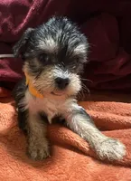 Girl 12 , a female Shihpoo and Yorkshire Terrier for sale in Selmer, TN – Photo 3 of 6