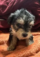 Girl 12 , a female Shihpoo and Yorkshire Terrier for sale in Selmer, TN – Photo 5 of 6