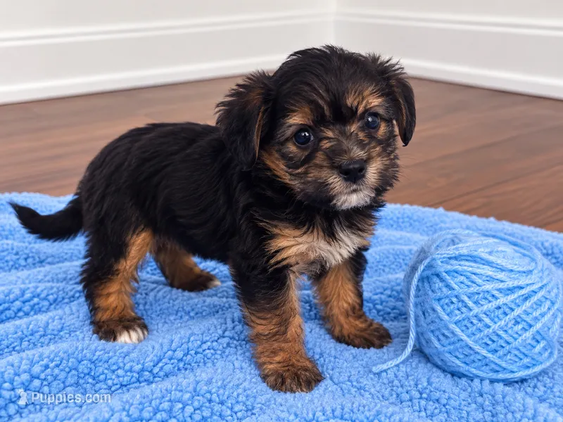 Blue boy  – Shihpoo, Yorkshire Terrier puppy for sale in Selmer, TN