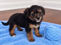 Blue boy , a male Shihpoo and Yorkshire Terrier for sale in Selmer, TN – 1 of 6