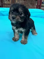 Boy 10, a male Shihpoo and Yorkshire Terrier for sale in Selmer, TN – Photo 8 of 8