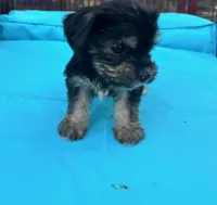 Boy 10, a male Shihpoo and Yorkshire Terrier for sale in Selmer, TN – Photo 4 of 8