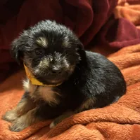 Girl 10 , a female Shihpoo and Yorkshire Terrier for sale in Selmer, TN – Photo 2 of 10