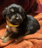 Girl 10 , a female Shihpoo and Yorkshire Terrier for sale in Selmer, TN – Photo 3 of 10