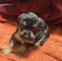 Girl 10 , a female Shihpoo and Yorkshire Terrier for sale in Selmer, TN – Photo 6 of 10