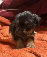 Girl 10 , a female Shihpoo and Yorkshire Terrier for sale in Selmer, TN – Photo 4 of 10