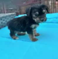 Boy 10, a male Shihpoo and Yorkshire Terrier for sale in Selmer, TN – Photo 3 of 8