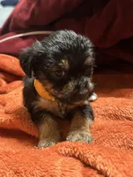 Girl 10 , a female Shihpoo and Yorkshire Terrier for sale in Selmer, TN – Photo 9 of 10