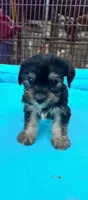 Boy 10, a male Shihpoo and Yorkshire Terrier for sale in Selmer, TN – Photo 6 of 8