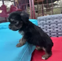 Boy 10, a male Shihpoo and Yorkshire Terrier for sale in Selmer, TN – Photo 7 of 8