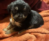 Girl 10 , a female Shihpoo and Yorkshire Terrier for sale in Selmer, TN – Photo 7 of 10