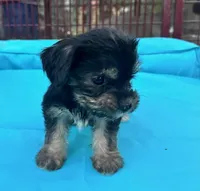 Boy 10, a male Shihpoo and Yorkshire Terrier for sale in Selmer, TN – Photo 2 of 8