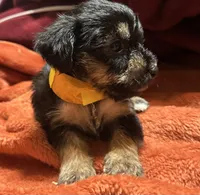 Girl 10 , a female Shihpoo and Yorkshire Terrier for sale in Selmer, TN – Photo 5 of 10