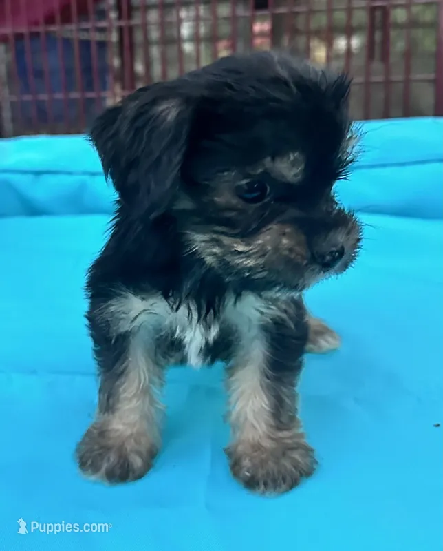 Boy 10 – Shihpoo, Yorkshire Terrier puppy for sale in Selmer, TN