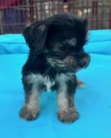 Boy 10, a male Shihpoo and Yorkshire Terrier for sale in Selmer, TN – Photo 1 of 8