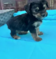 Boy 10, a male Shihpoo and Yorkshire Terrier for sale in Selmer, TN – Photo 5 of 8