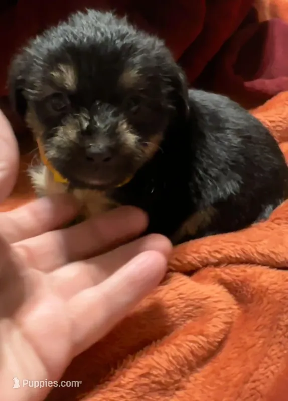 Girl 10  – Shihpoo, Yorkshire Terrier puppy for sale in Selmer, TN