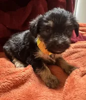 Girl 10 , a female Shihpoo and Yorkshire Terrier for sale in Selmer, TN – Photo 10 of 10