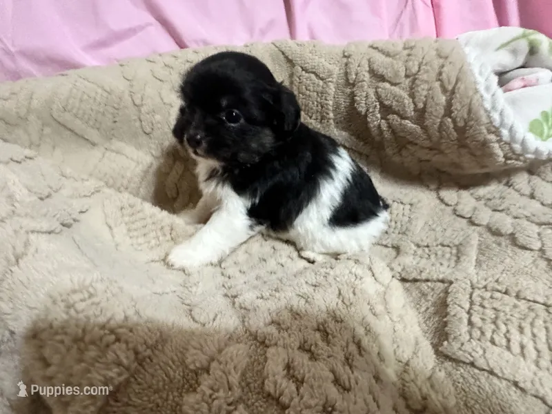 Timmy – Shih Tzu puppy for sale in Selmer, TN