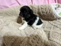 Timmy, a male Shih Tzu for sale in Selmer, TN – 1 of 10