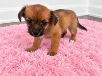 Girl , a female Chorkie for sale in Selmer, TN – 2 of 7