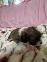 Tabby , a female Shih Tzu for sale in Selmer, TN – 2 of 10