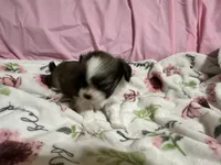 Tabby , a female Shih Tzu for sale in Selmer, TN – 4 of 10
