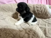 Timmy, a male Shih Tzu for sale in Selmer, TN – 5 of 10